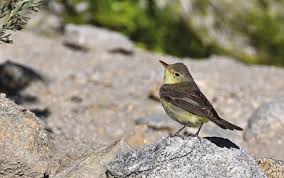 Attēlu rezultāti vaicājumam “Hippolais icterina adult”