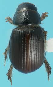 Attēlu rezultāti vaicājumam “Aegialia arenaria”