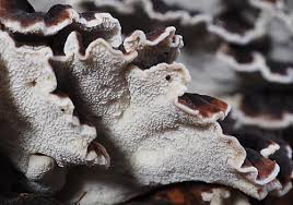 Attēlu rezultāti vaicājumam “Postia”