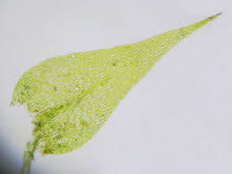 Attēlu rezultāti vaicājumam “Amblystegium serpens”