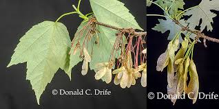 Attēlu rezultāti vaicājumam “Acer saccharinum fruit”