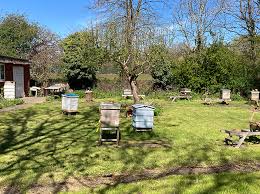Image result for Boccia In Epsom & Ewell (Bees)
