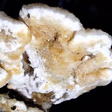 Attēlu rezultāti vaicājumam “Gloeoporus dichrous”