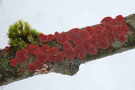 Attēlu rezultāti vaicājumam “Cytidia salicina”