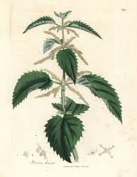 Attēlu rezultāti vaicājumam “Urtica dioica”