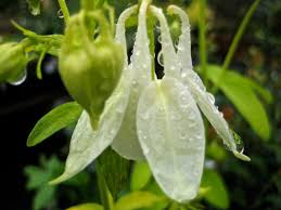 Image result for Aquilegia vulgaris