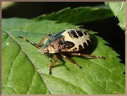 Attēlu rezultāti vaicājumam “Troilus luridus”