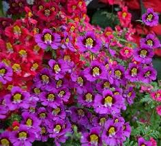 Image result for Schizanthus