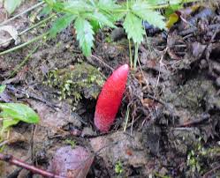 Attēlu rezultāti vaicājumam “Mutinus ravenelii”