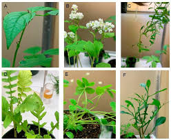 Attēlu rezultāti vaicājumam “Cribraria tenella stalked”