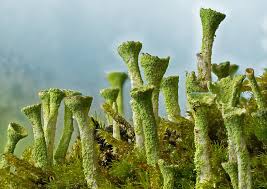 Attēlu rezultāti vaicājumam “Lignydium muscorum macro”