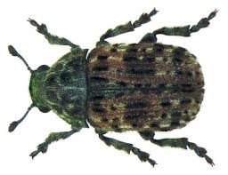 Attēlu rezultāti vaicājumam “Anthribus nebulosus”