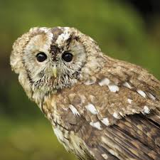 Image result for Clyde Valley Predators