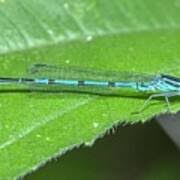 Attēlu rezultāti vaicājumam “Coenagrion puella male”