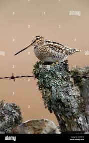 Attēlu rezultāti vaicājumam “Gallinago gallinago nest”
