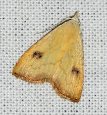 Attēlu rezultāti vaicājumam “Rivula sericealis”