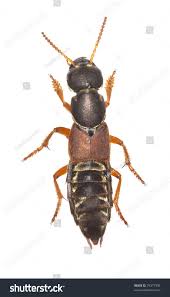 Attēlu rezultāti vaicājumam “Staphylinus erythropterus”