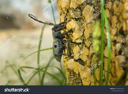 Attēlu rezultāti vaicājumam “Monochamus urussovi”