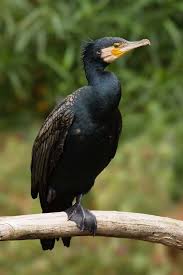 Attēlu rezultāti vaicājumam “Phalacrocorax carbo adult”