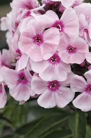 Image result for Phlox paniculata `Sweet Summer`