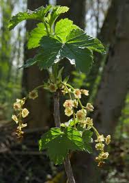 Attēlu rezultāti vaicājumam “Ribes rubrum leaf”