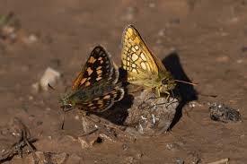 Attēlu rezultāti vaicājumam “Carterocephalus palaemon underside”