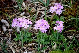 Attēlu rezultāti vaicājumam “Primula farinosa flower”