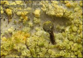 Attēlu rezultāti vaicājumam “Chaenotheca ferruginea”