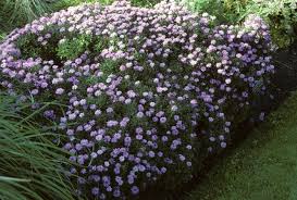 Image result for Aster novi-belgii