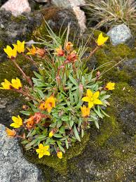 Attēlu rezultāti vaicājumam “Saxifraga hirculus”