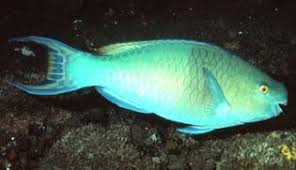 Image result for Chlorurus perspicillatus