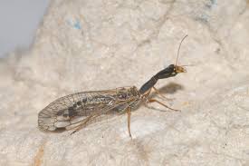 Attēlu rezultāti vaicājumam “Raphidioptera imago”