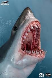 Image result for Carcharodon carcharias