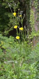 Attēlu rezultāti vaicājumam “Hieracium murorum flower”