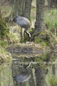 Attēlu rezultāti vaicājumam “Grus grus nest”