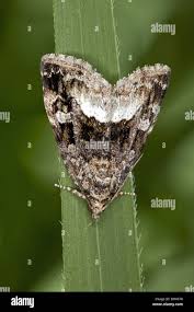 Attēlu rezultāti vaicājumam “Protodeltote pygarga”