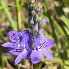 Attēlu rezultāti vaicājumam “Veronica austriaca subsp. teucrium”