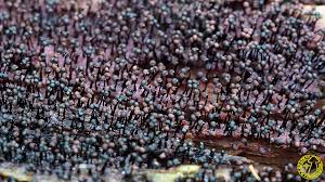 Attēlu rezultāti vaicājumam “Cribraria cancellata”