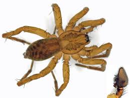 Attēlu rezultāti vaicājumam “Agroeca brunnea”