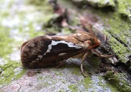 Attēlu rezultāti vaicājumam “Hepialus lupulinus”