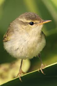 Attēlu rezultāti vaicājumam “Phylloscopus trochiloides adult”