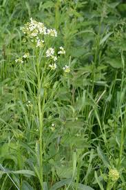 Attēlu rezultāti vaicājumam “Armoracia rusticana”