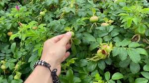 Attēlu rezultāti vaicājumam “Rosa majalis fruit”