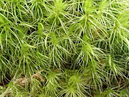 Attēlu rezultāti vaicājumam “Dicranum majus”