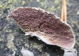 Attēlu rezultāti vaicājumam “Trichaptum abietinum”