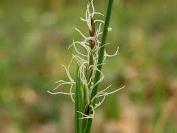 Attēlu rezultāti vaicājumam “Carex pilosa”