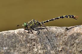 Attēlu rezultāti vaicājumam “Onychogomphus forcipatus”