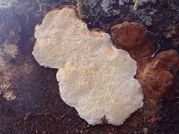 Attēlu rezultāti vaicājumam “Antrodia serialis”