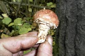 Attēlu rezultāti vaicājumam “Stropharia albocrenulata”