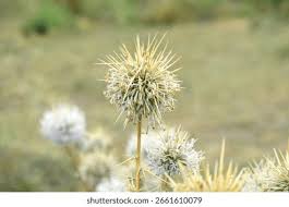 Image result for Echinops spaerocephalus